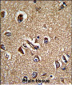 STRAP Antibody (C-term)